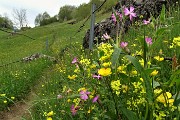 63 Fiori di prato scendendo dallo Zucco al Rif. GESP ai Foppi